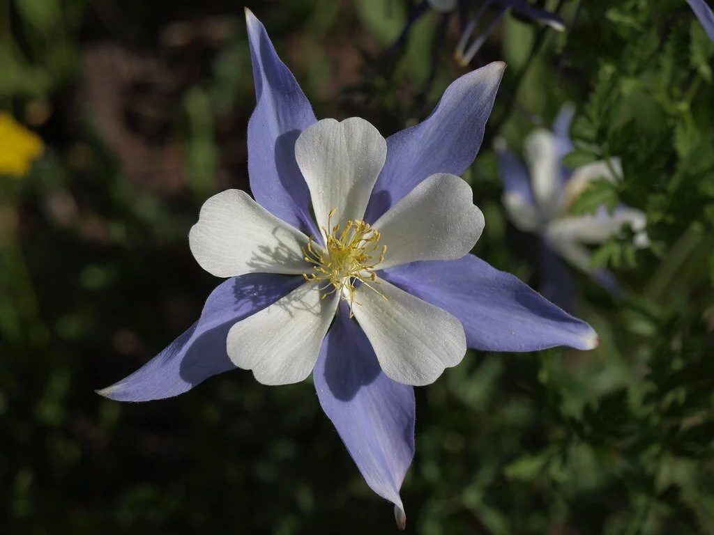 AP colorado Blue Columbine Flower.jpg