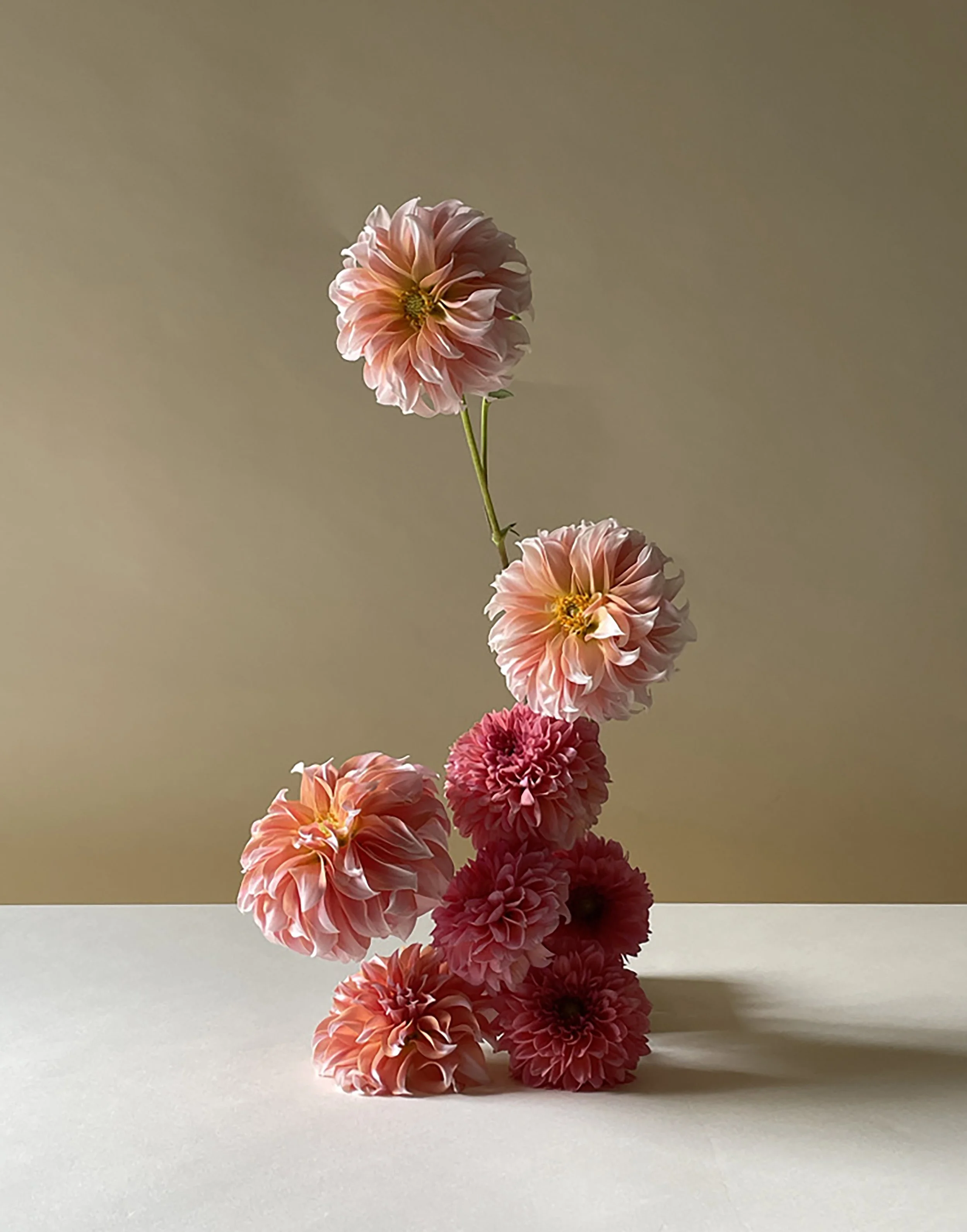 Dahlia Sample.jpg