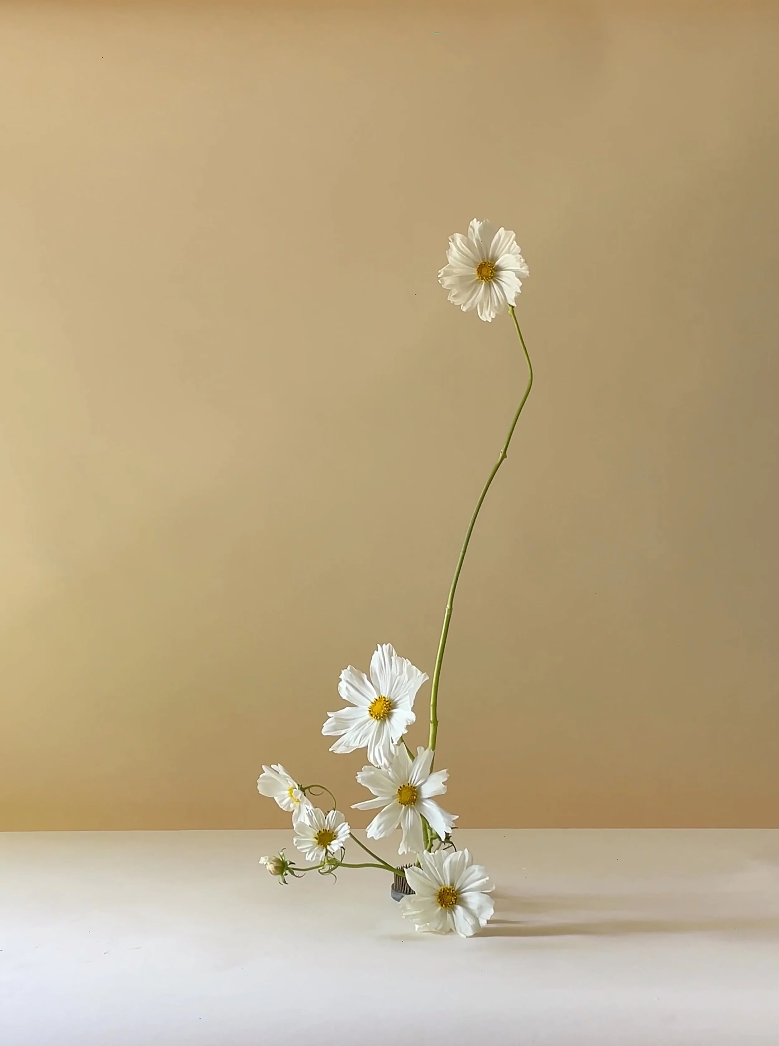Cosmos Sample.jpg