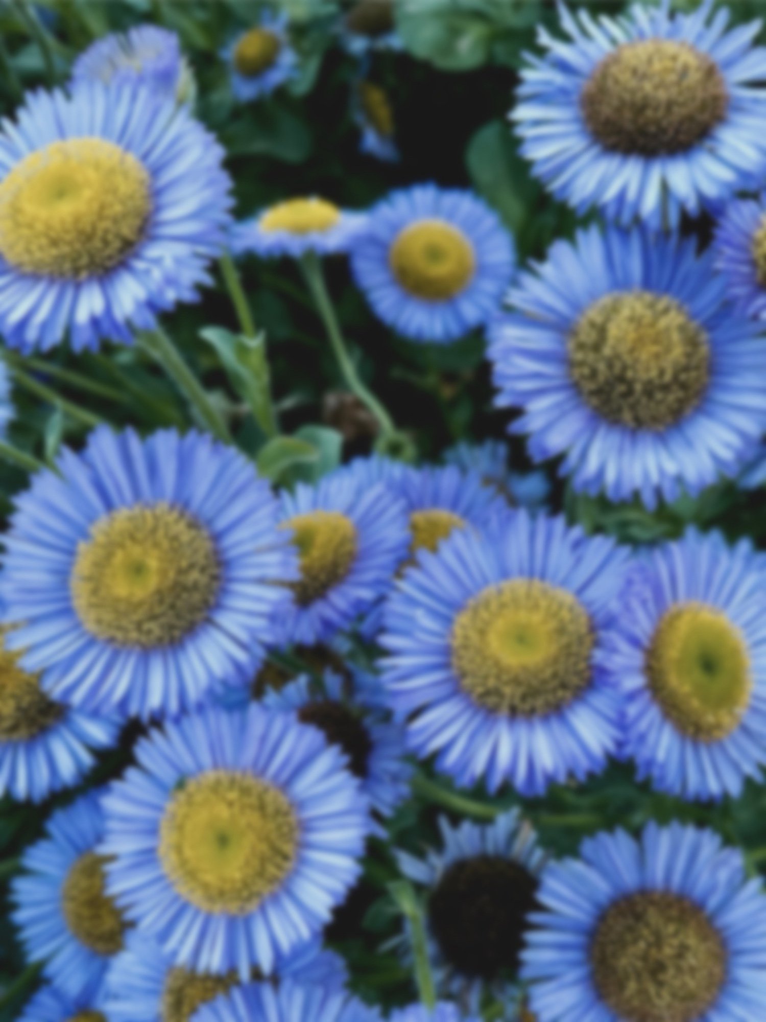 WEBSITE_canvas26_inv26-22_untitled26-22_abidingOstinati_48x52_seasonal_flowerInspo1_WEBSITE.jpg