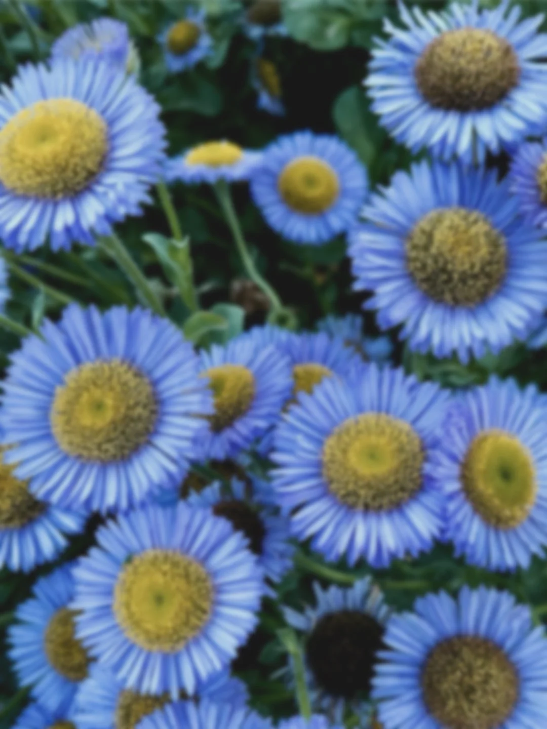 canvas26_inv26-22_untitled26-22_abidingOstinati_48x52_seasonal_flowerInspo1 copy.jpeg