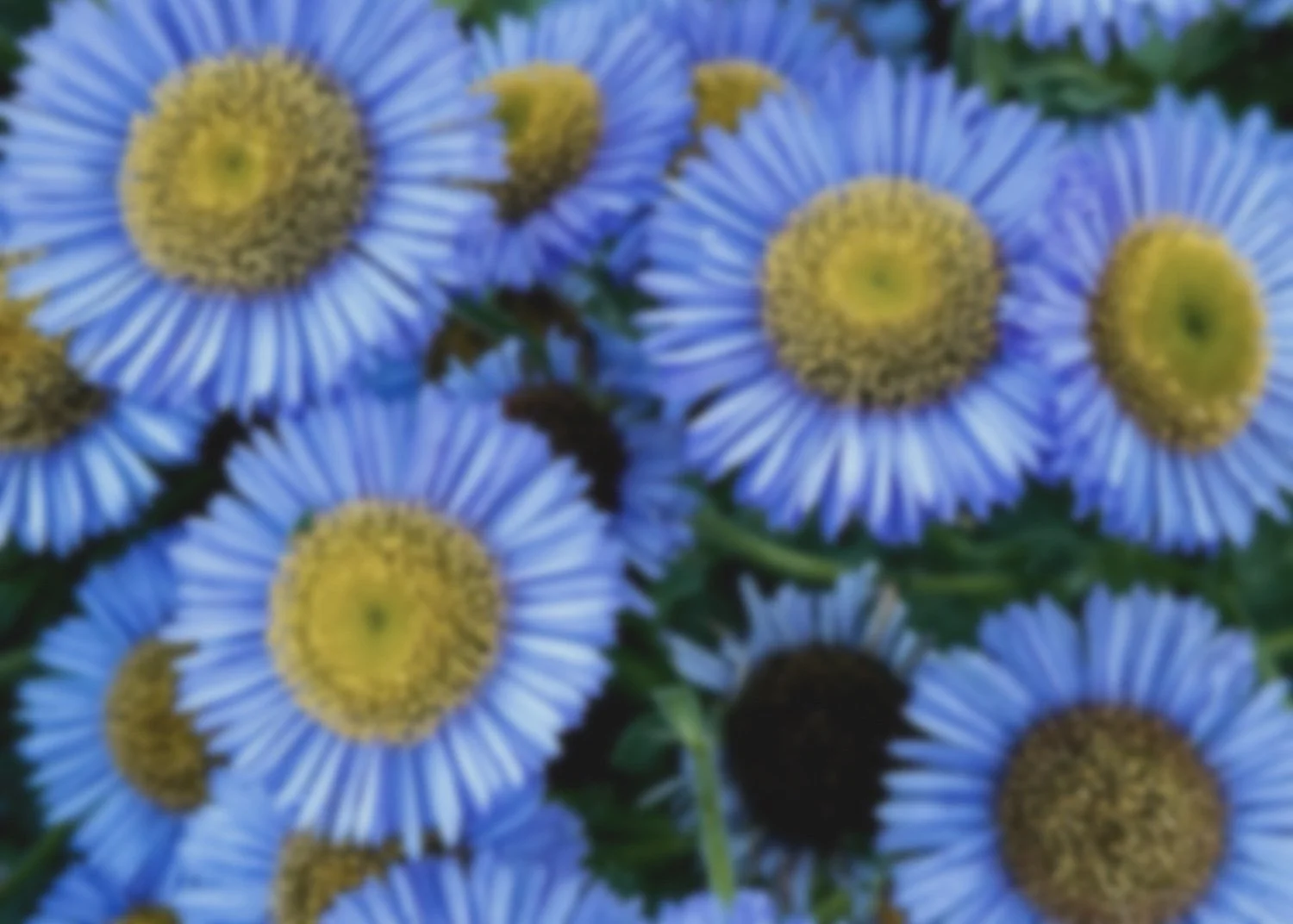 WEBSITE_canvas26_inv26-22_untitled26-22_abidingOstinati_48x52_seasonal_flowerInspo1-cropped_WEBSITE.jpg