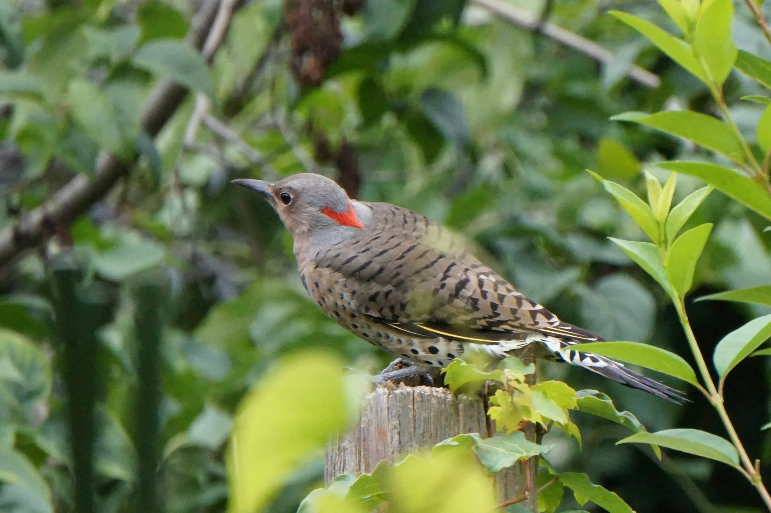 The Flicker and the Gnarly Oak