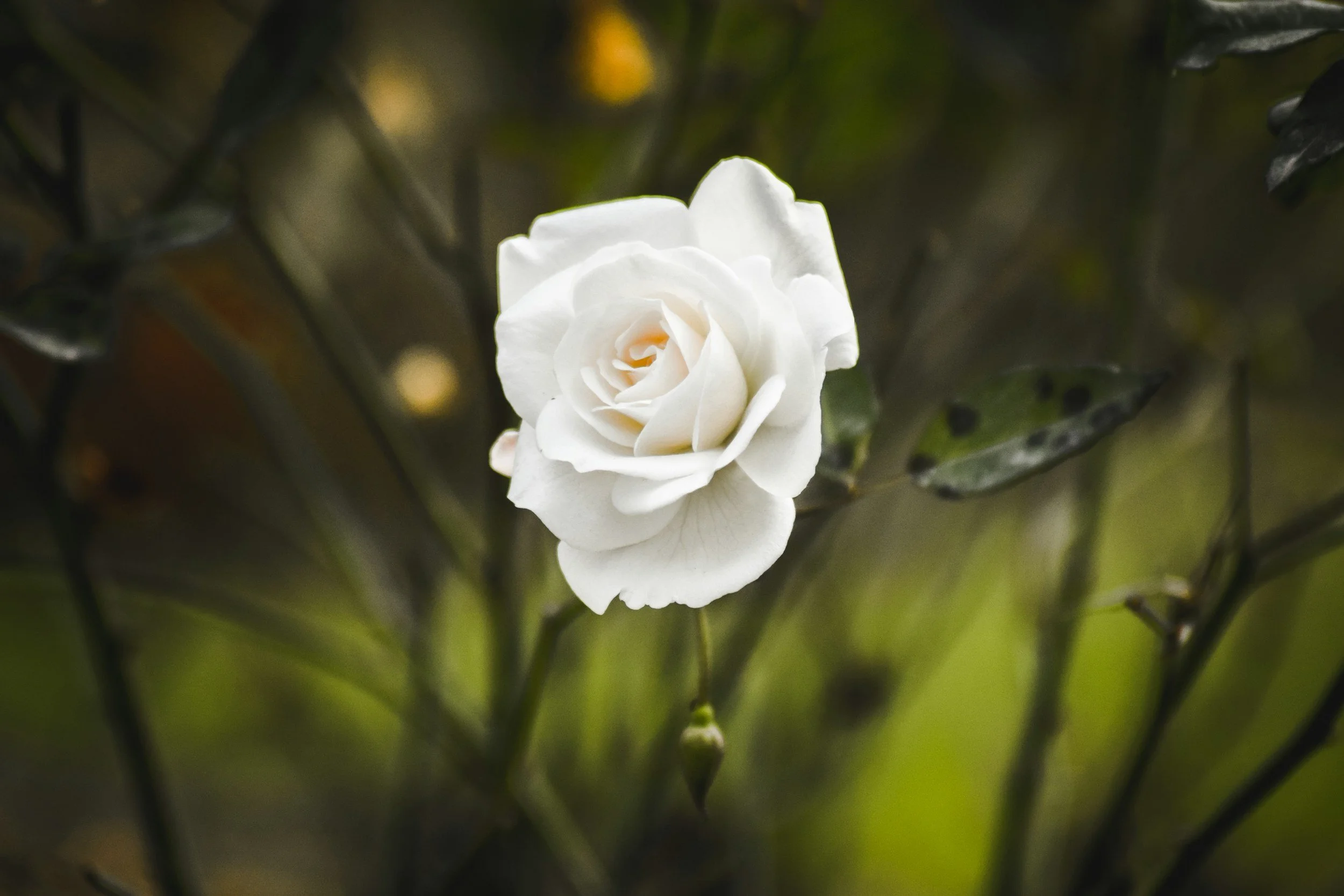 White Rose