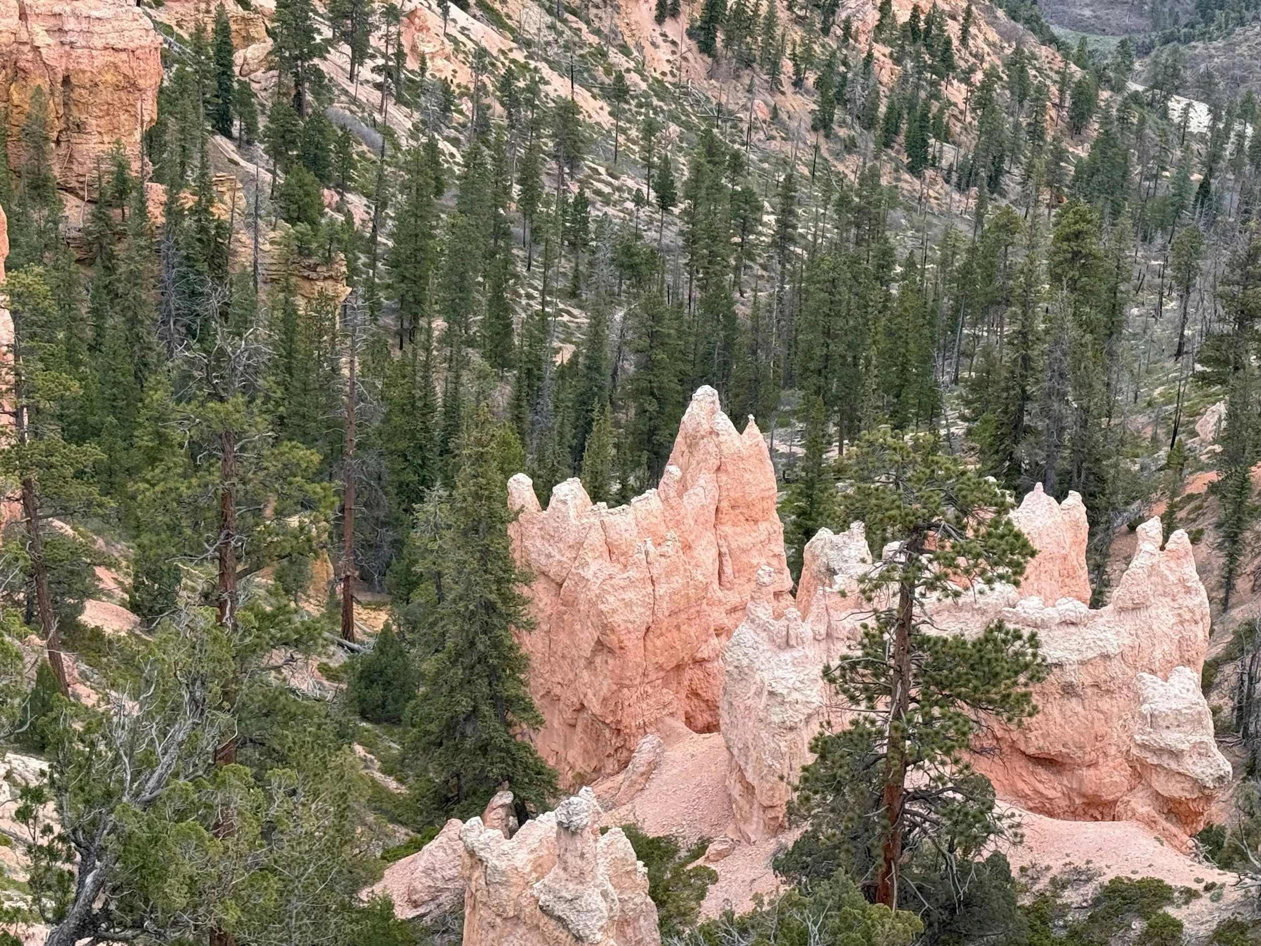 Sagebrush, Juniper, or Tall Pine?