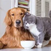 When Goodbye Comes: Finding Peace Through Pet Cremation and Remembrance