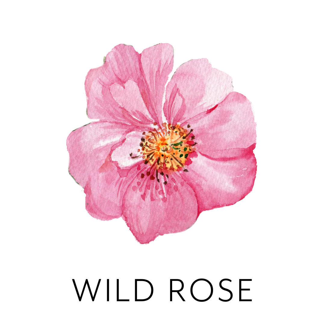 Watercolor painting of a pink flower with yellow and black center