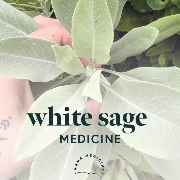 WHITE SAGE MEDICINE
