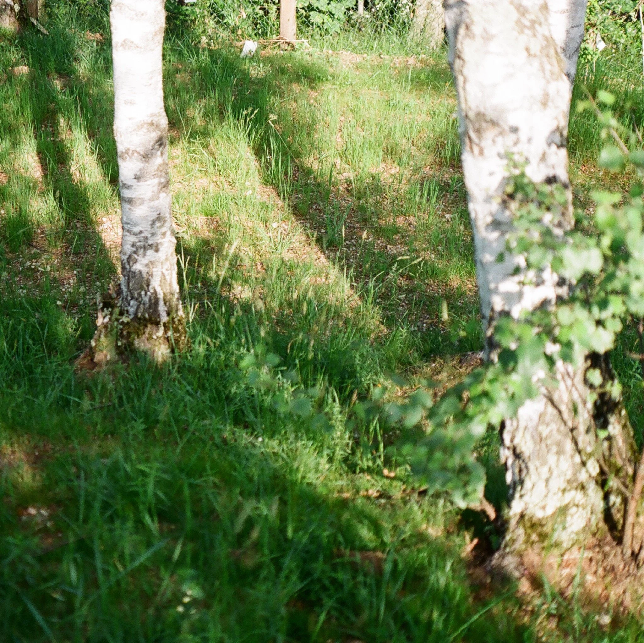 A RETURN TO THE WILD