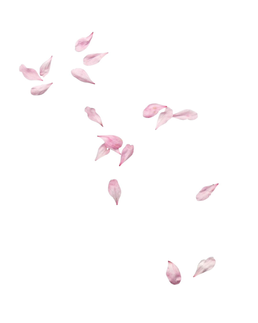 collection of pink flower petals