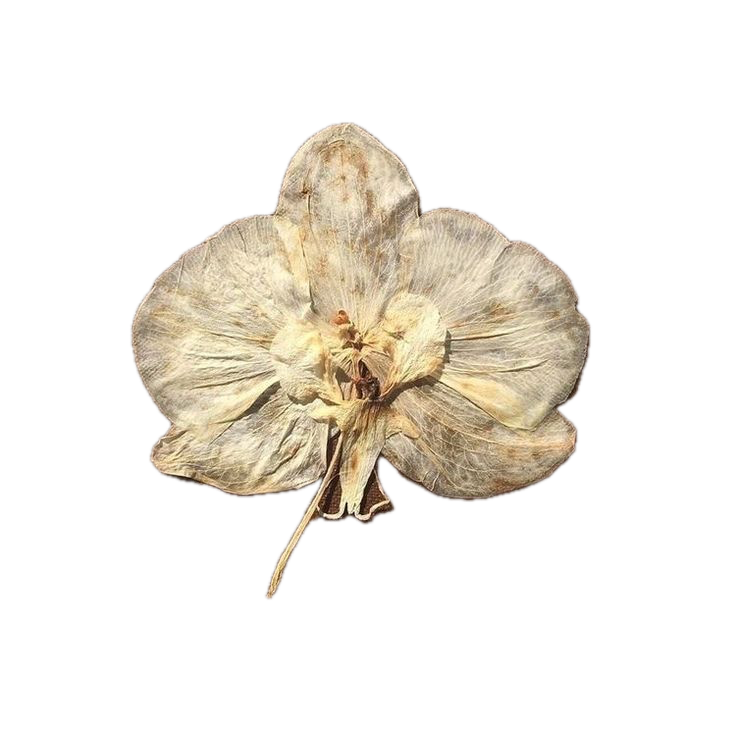 white dried flower cutout