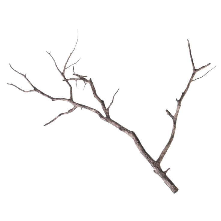cutout of a tree branch