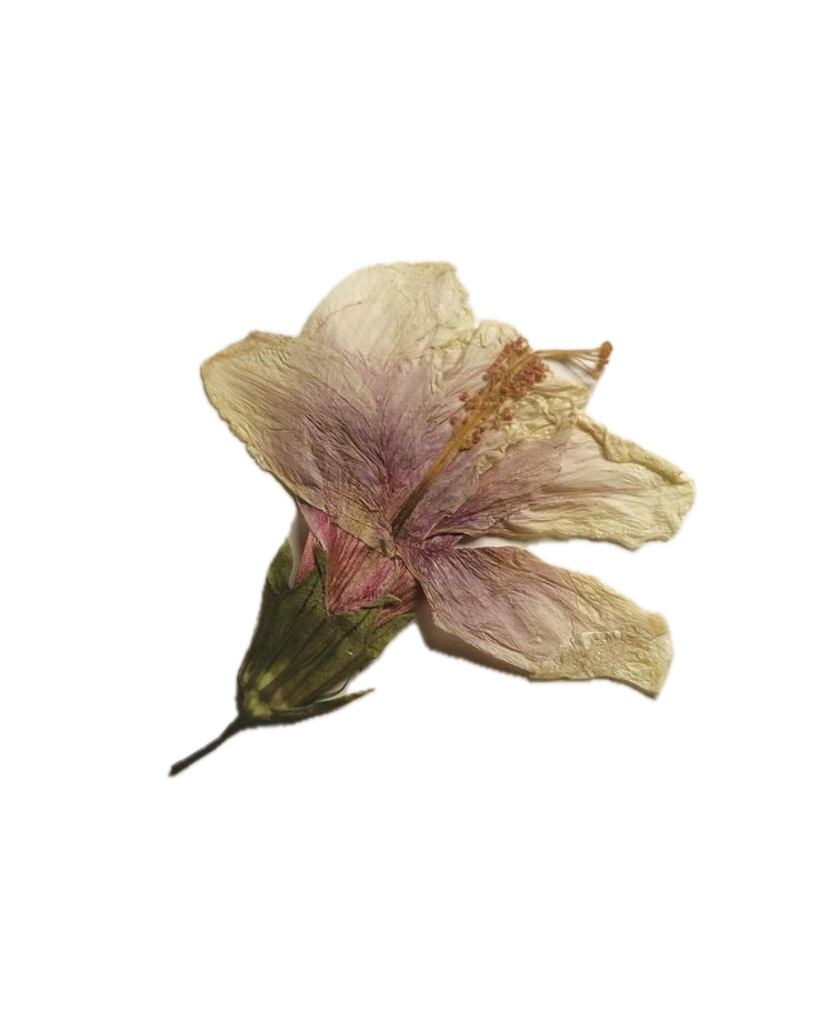 cutout of a dried flower