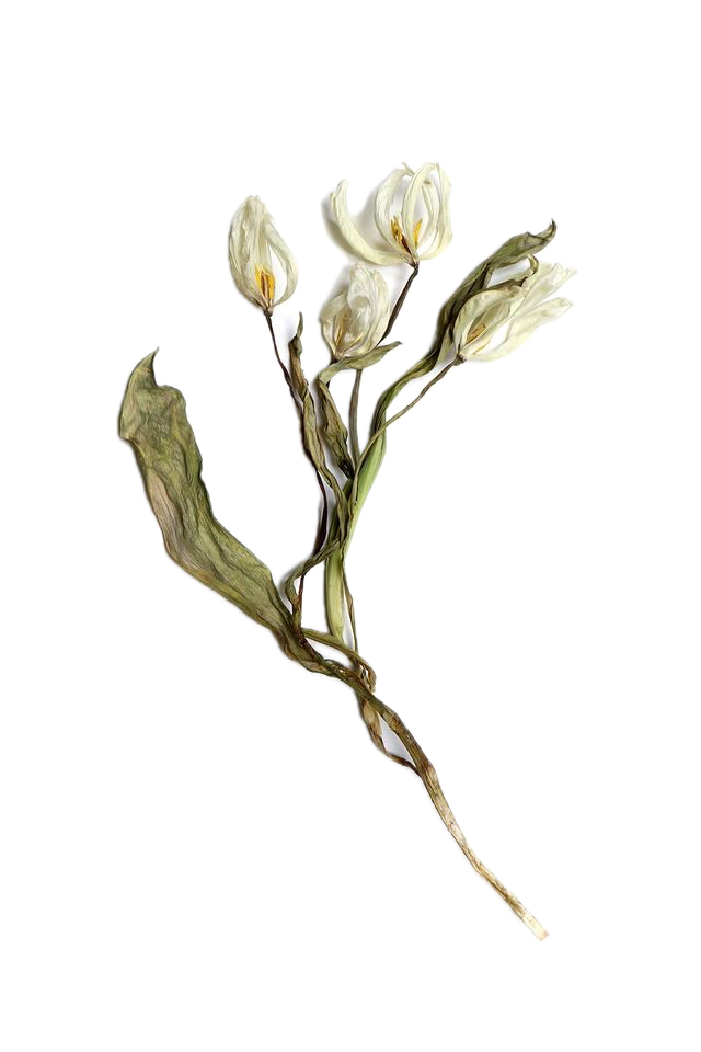 cutout of a dried white flower