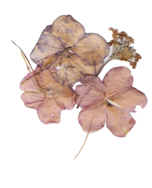 cutout a dried pink flower