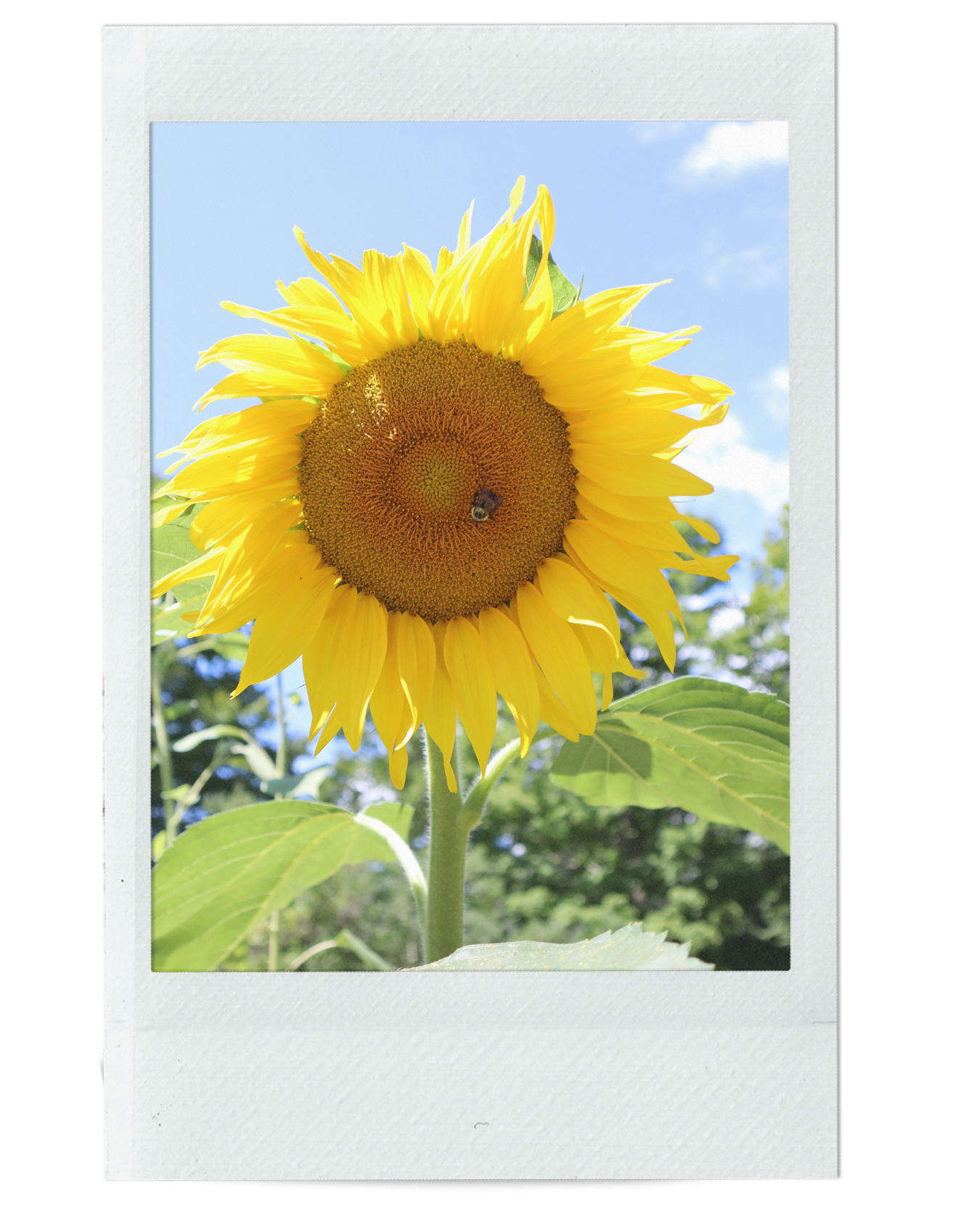 A MESSAGE FROM THE BEES