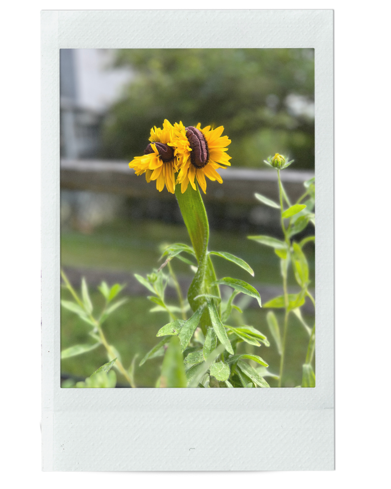 UNITY CONSCIOUSNESS RITUAL