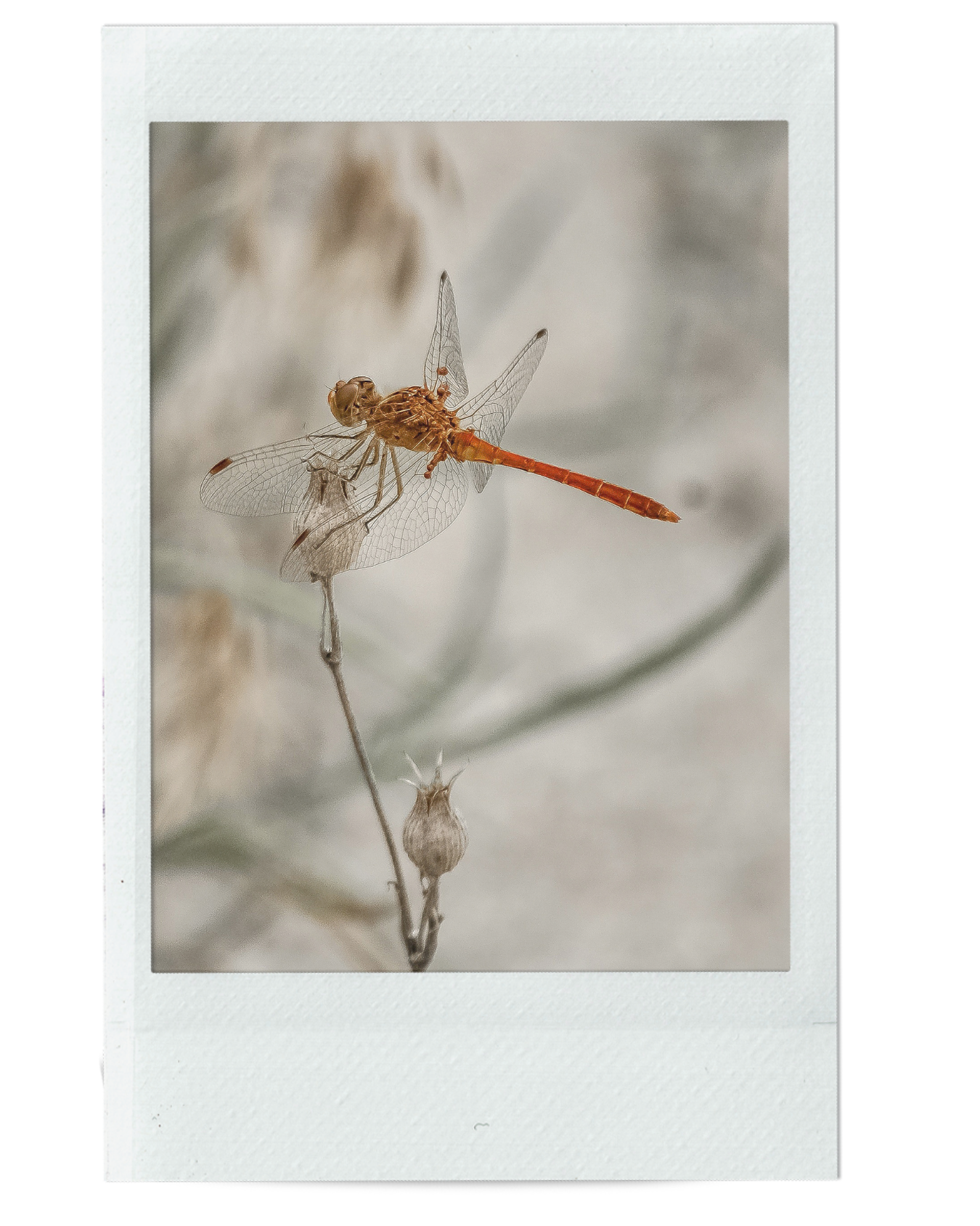 EXTRAORDINARY ONES ARE RISING