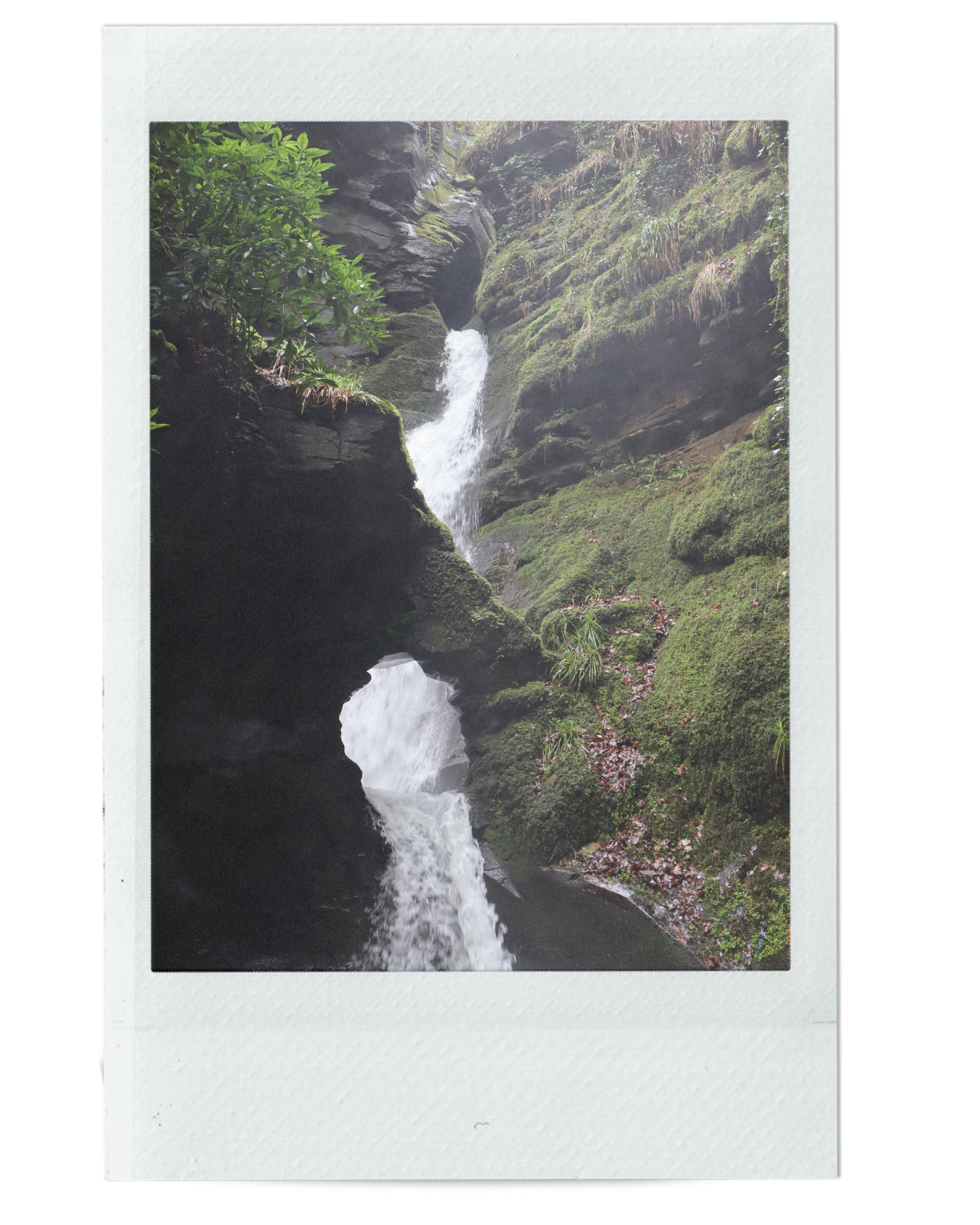 A RETURN TO THE WILD