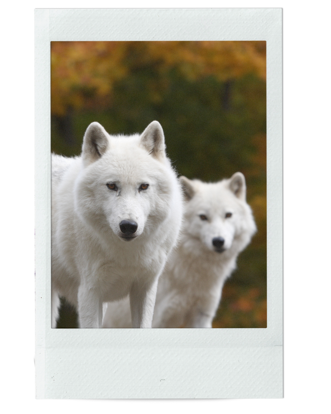 WHY ARE RELATIONSHIPS SO CHALLENGING?