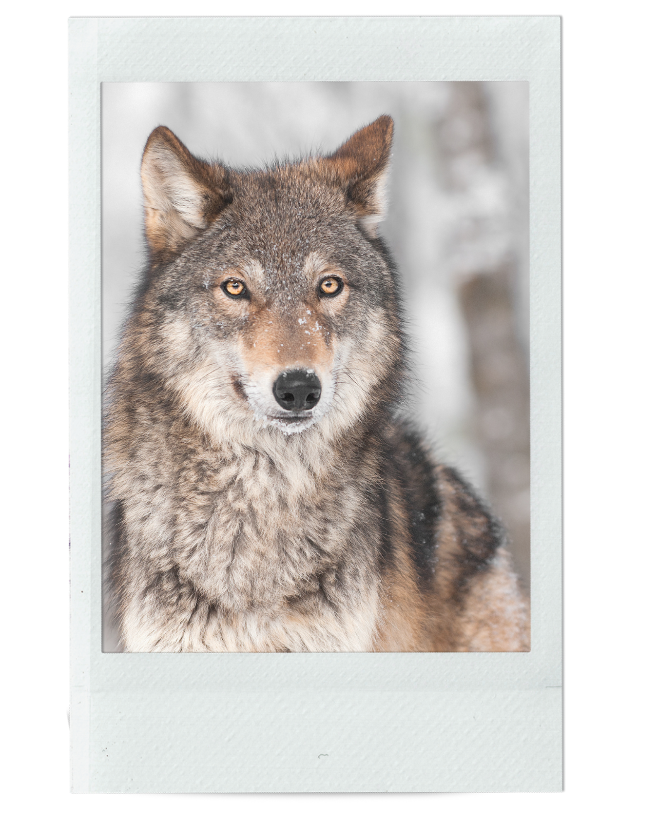 WE WHO RISE WITH THE WOLVES