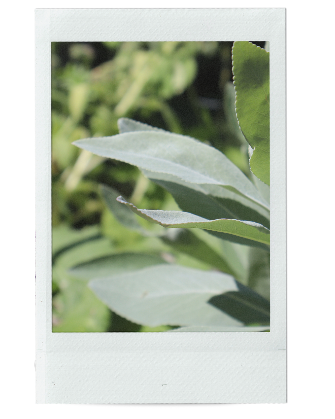 WHITE SAGE MEDICINE
