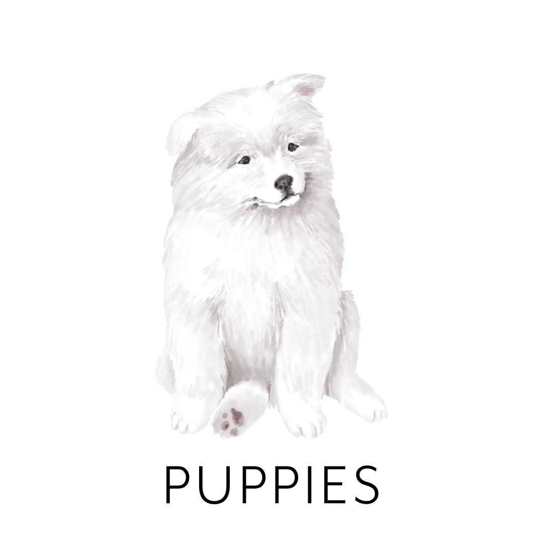 White fluffy puppy with a gentle expression sitting on a plain surface.