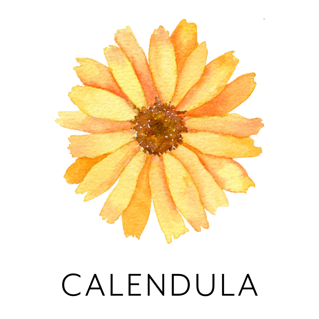 Watercolor painting of a yellow and orange daisy flower with a brown center.