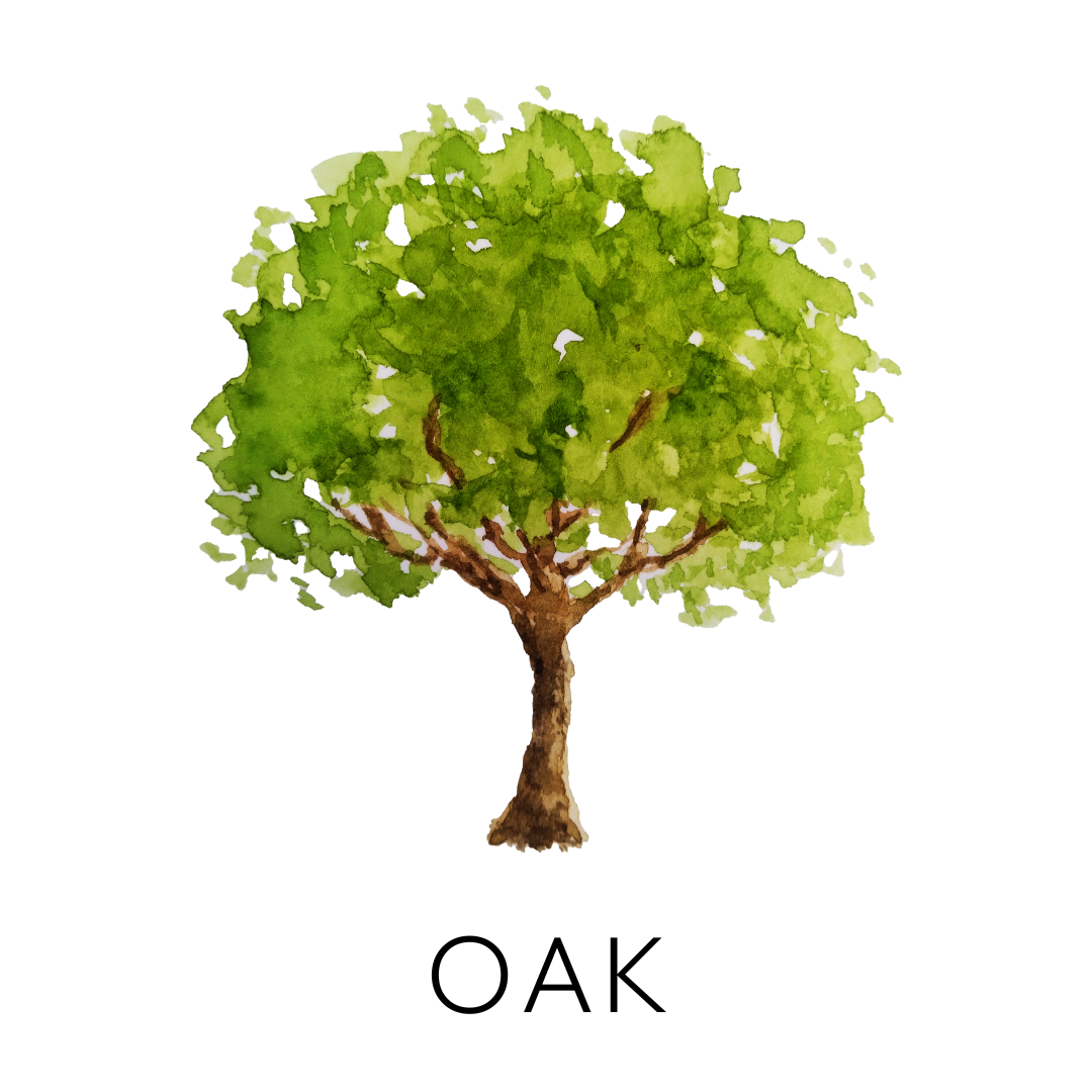 Watercolor illustration of a leafy green tree with a brown trunk.