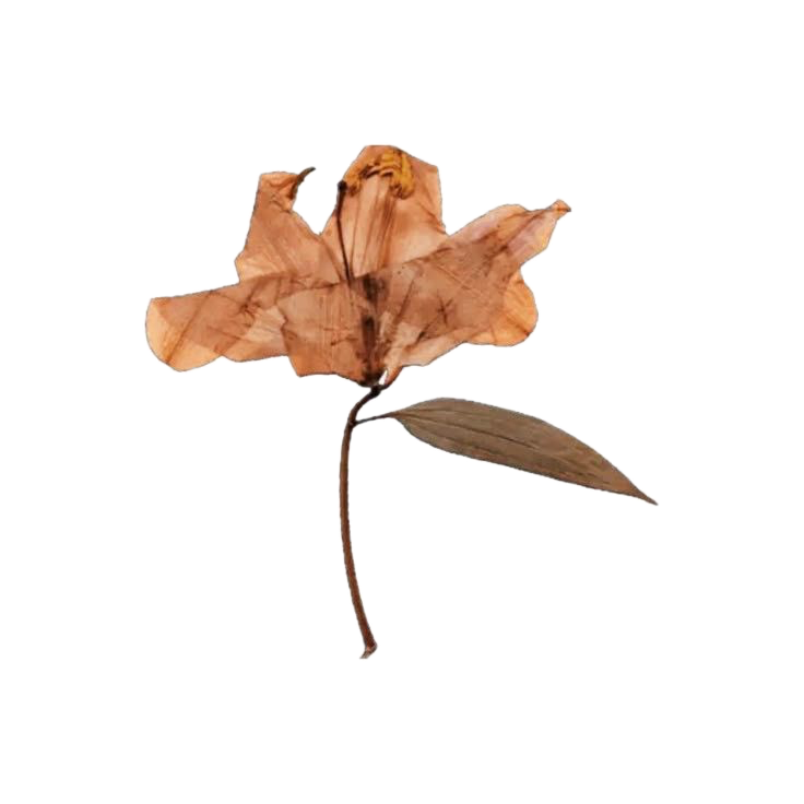 cutout of a flower