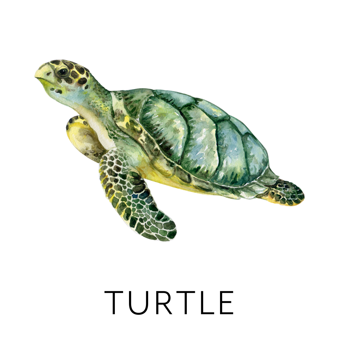 Watercolor illustration of a baby sea turtle crawling.