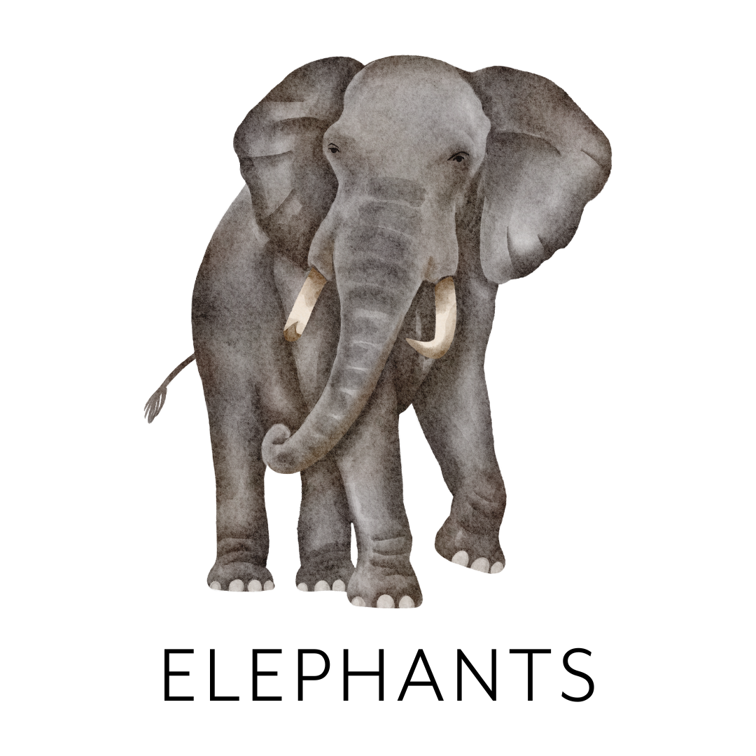 Watercolor illustration of an African elephant with large ears, tusks, and trunk, standing facing forward.