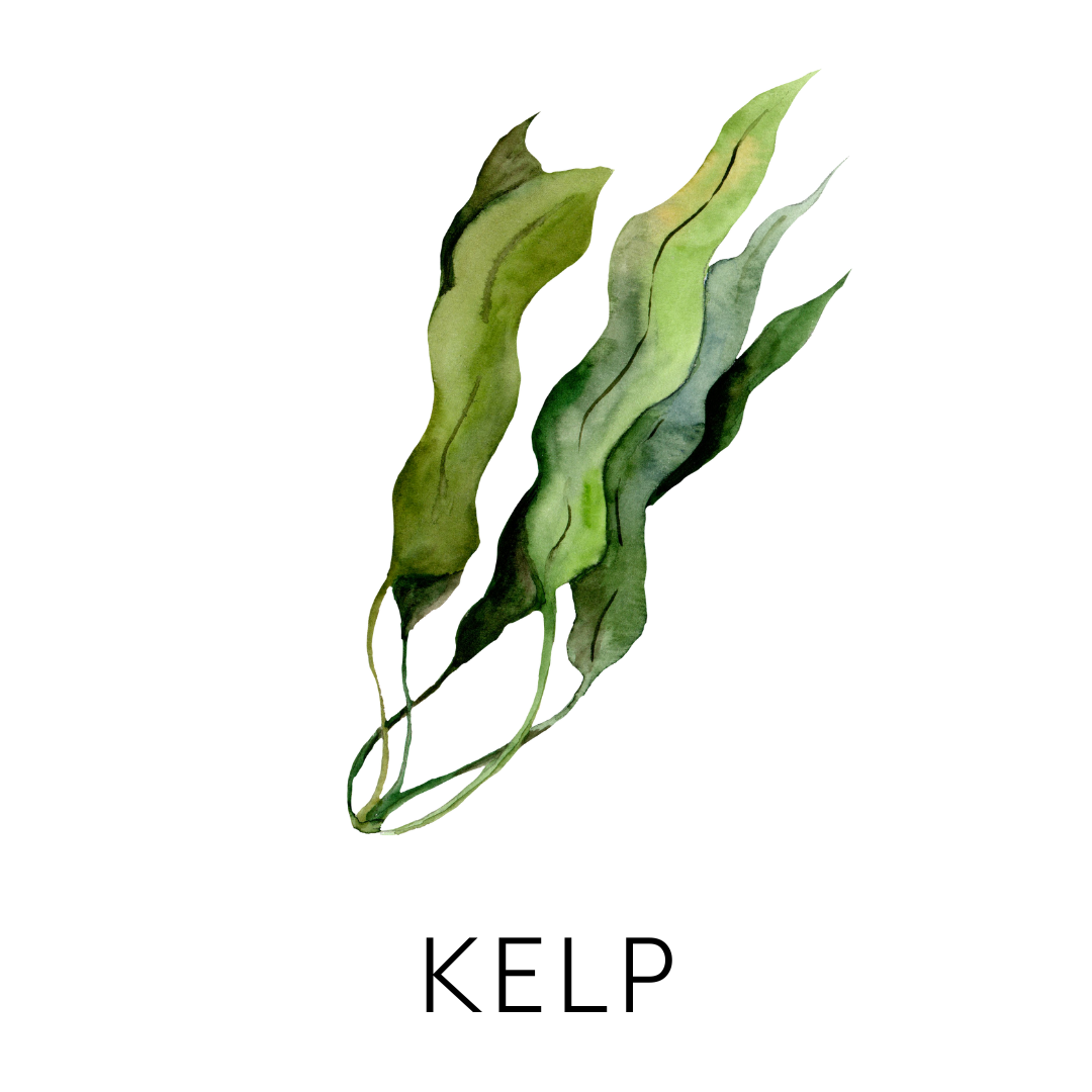 Watercolor illustration of five green, wavy leaves with dark vein patterns.