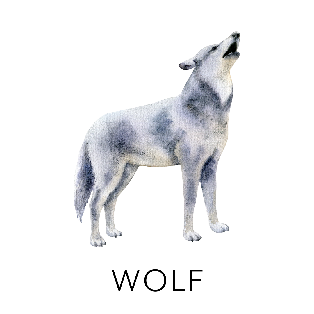 Watercolor painting of a howling wolf with a black background.