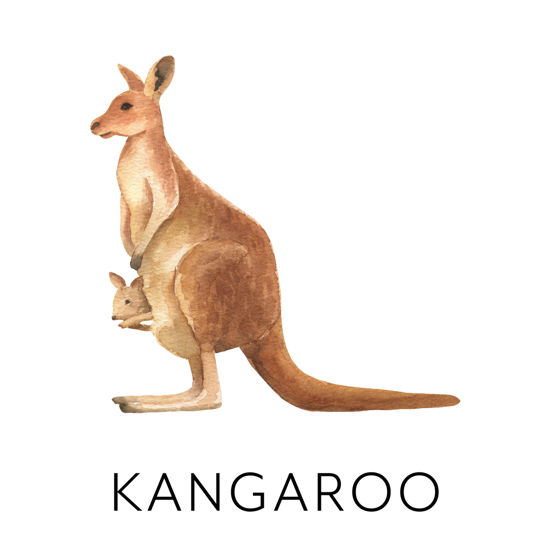 Watercolor illustration of a kangaroo with a joey in its pouch.