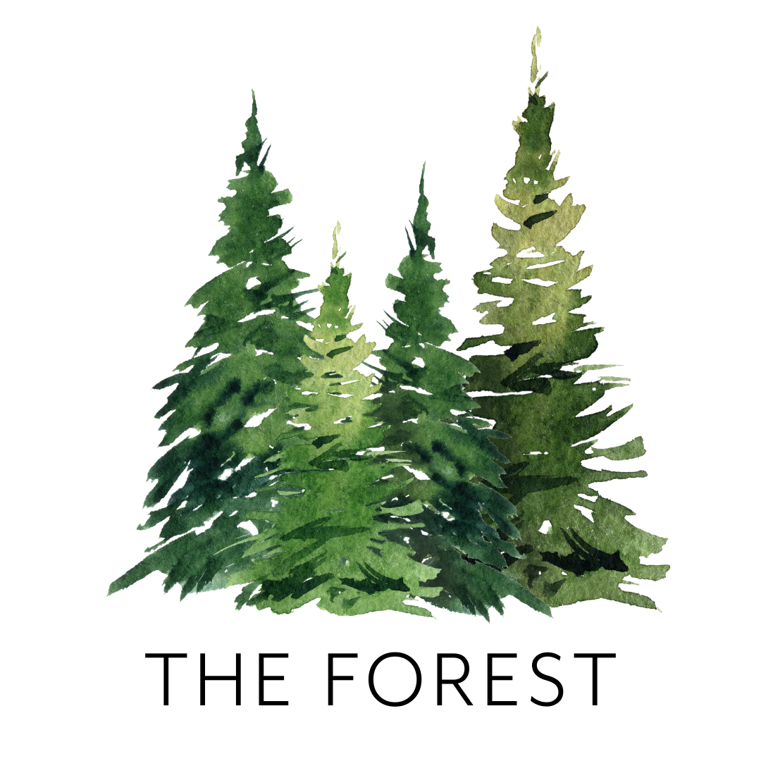 Watercolor illustration of four evergreen trees.
