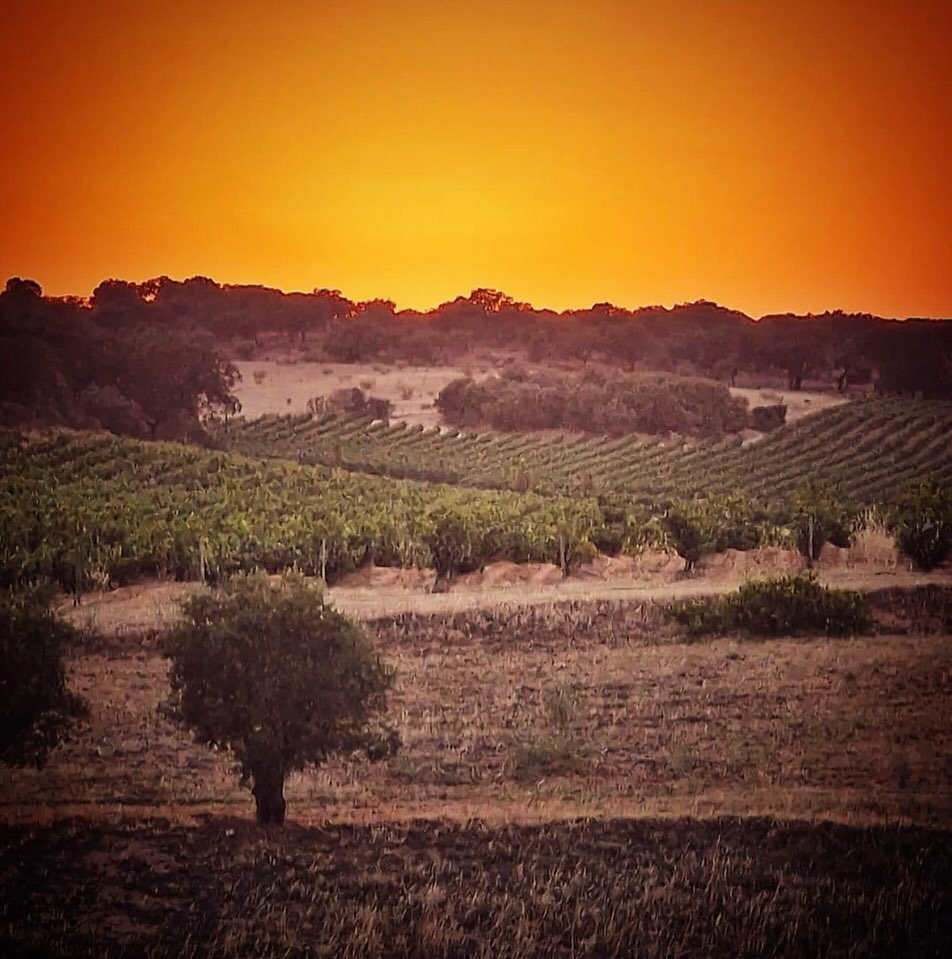 Situated in Portugal&rsquo;s sunny Alentejo region, Herdade do Rocim is a breathtaking property comprising 100 hectares in total, of which 60 are planted to vineyards. Spearheaded by the forward-thinking Catarina Vieira, the estate focuses on produci
