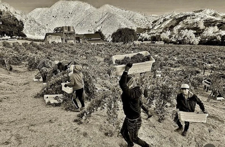 Although organic farming and low-intervention winemaking are hardly rare in California today, the practices were anything but commonplace during the early 2000s. However, a handful of forward-thinking winemakers stuck to their guns and pursued what t
