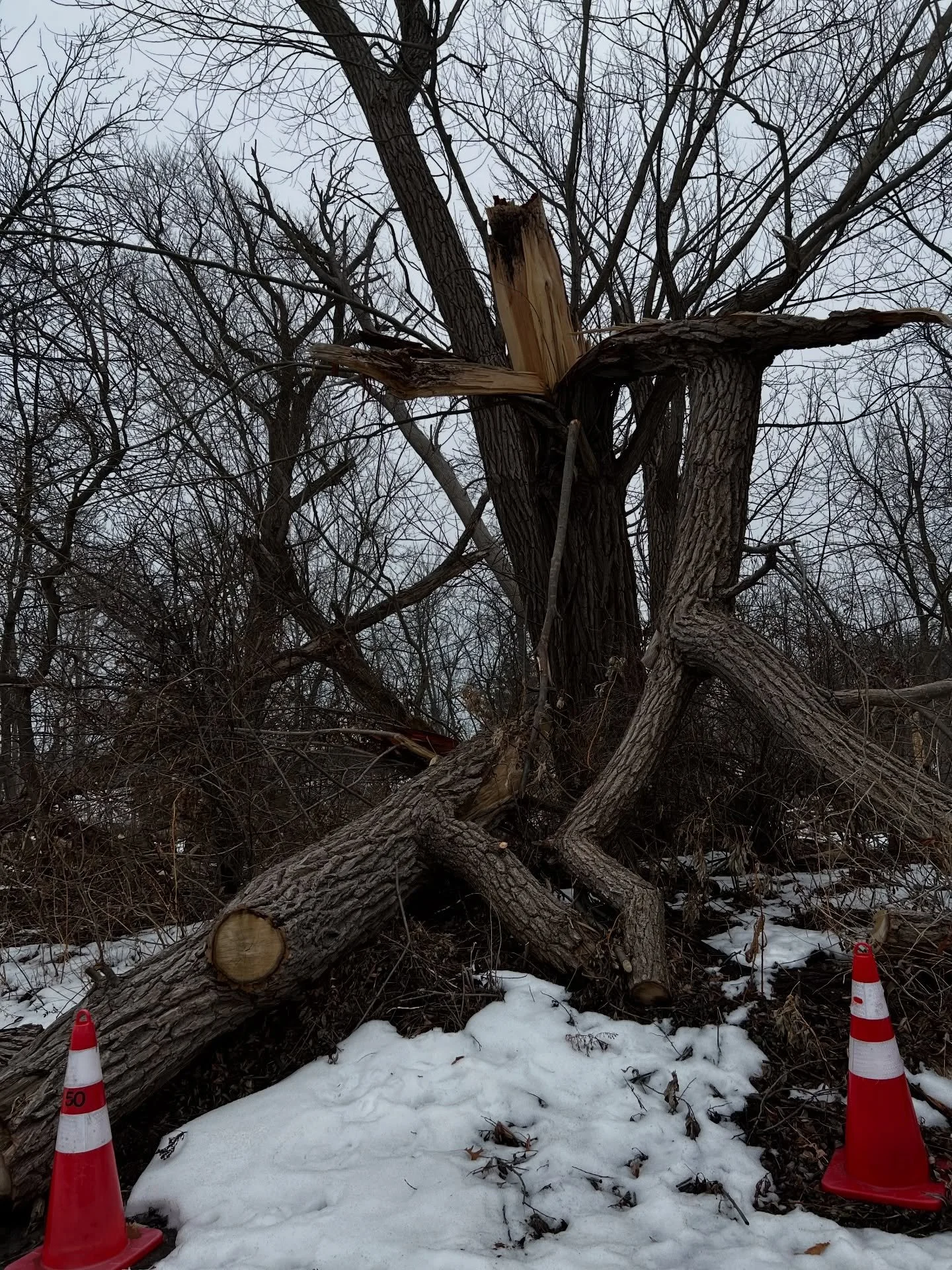 This tree signifies a breaking point.

With these pylons surrounding this tree, it reminds me of the warnings cast by society around the people who fall apart. 
&ldquo;They&rsquo;re not safe.&rdquo;
&ldquo;They&rsquo;re crazy.&rdquo;
&ldquo;They aren