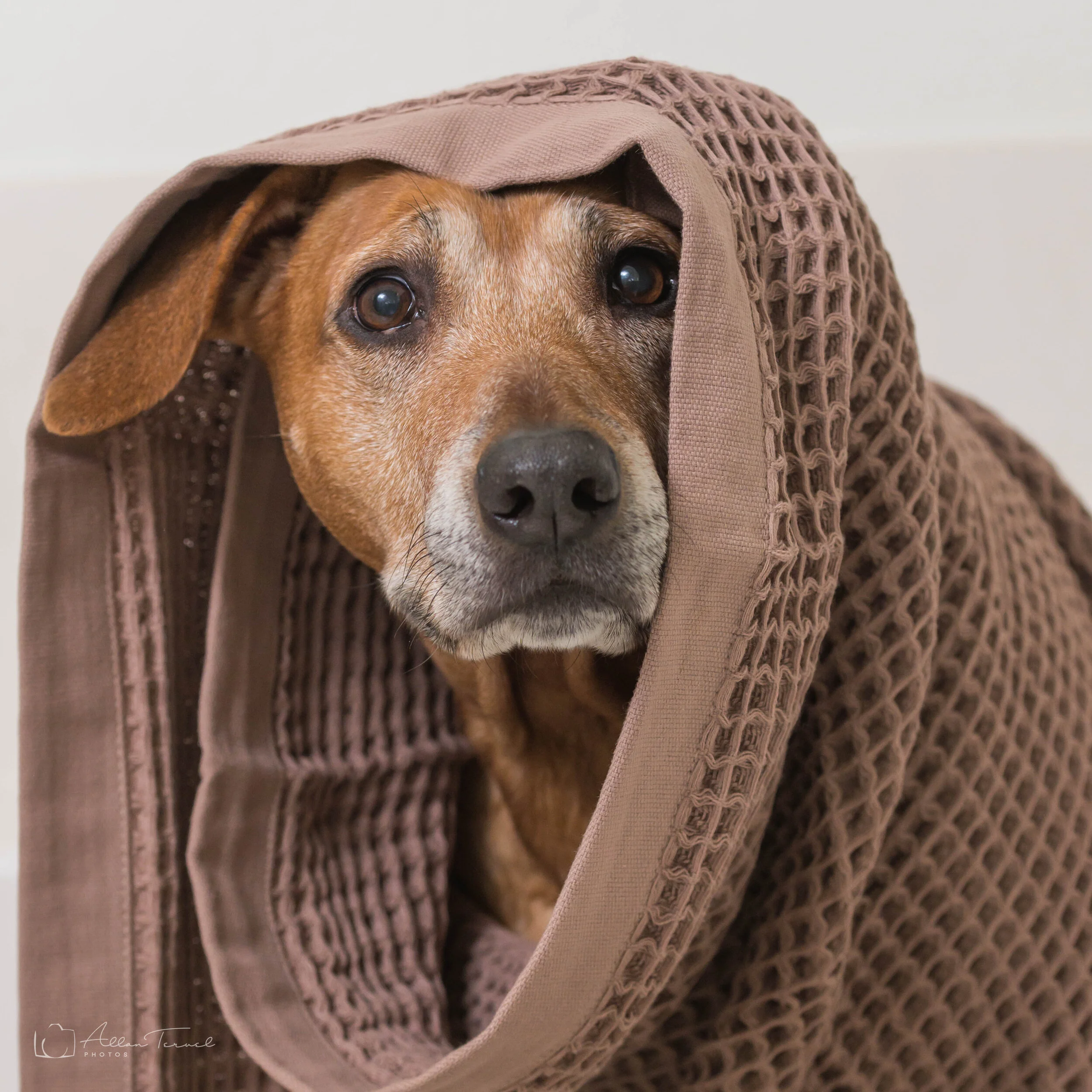 padme-towel_mark.jpg