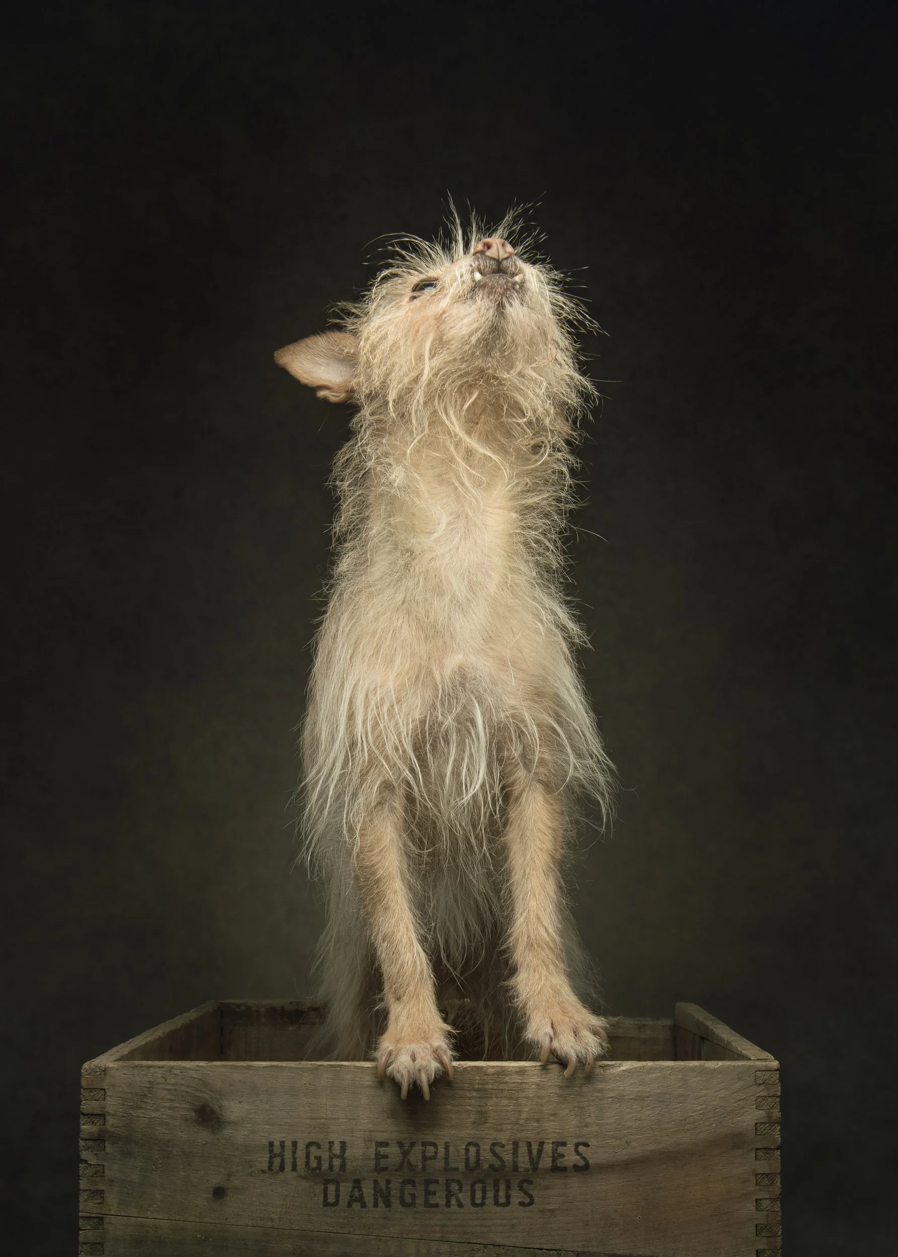 A scruffy dog standing in a wooden box labeled 'High Explosives Dangerous,' looking upwards against a dark background.