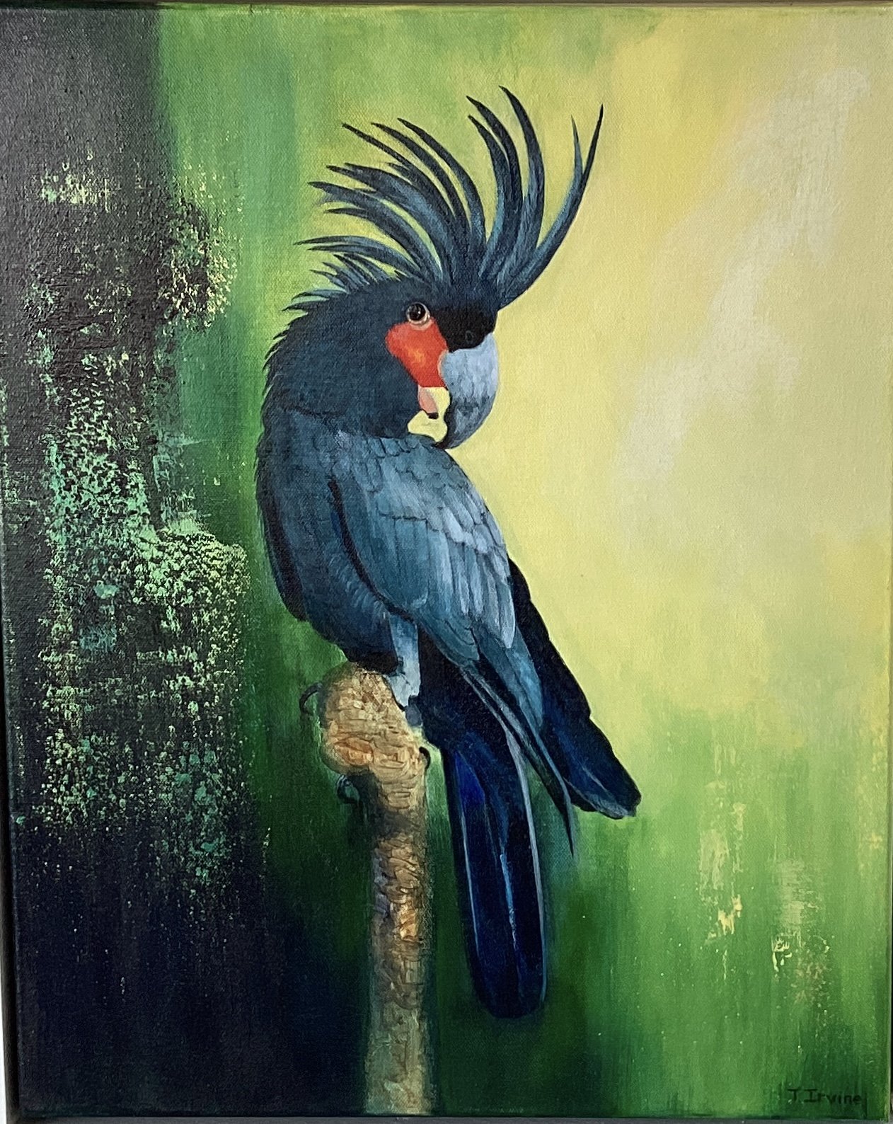 Palm Cockatoo