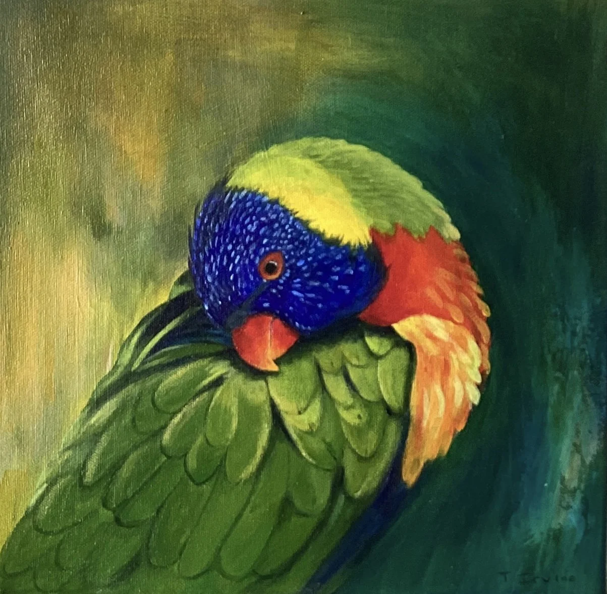 TrevorIrvine Preening Lorikeet.jpeg