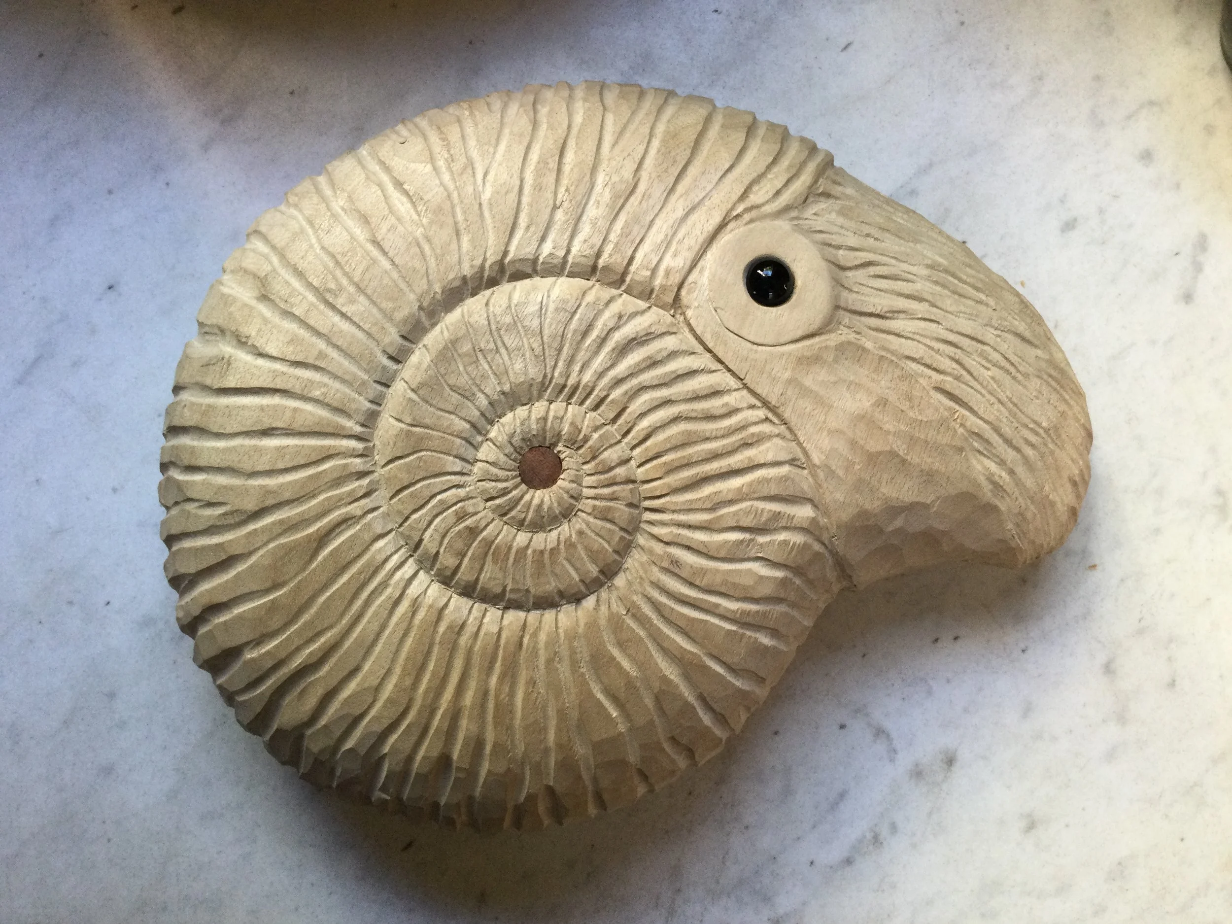 Nautilus (White Beech)