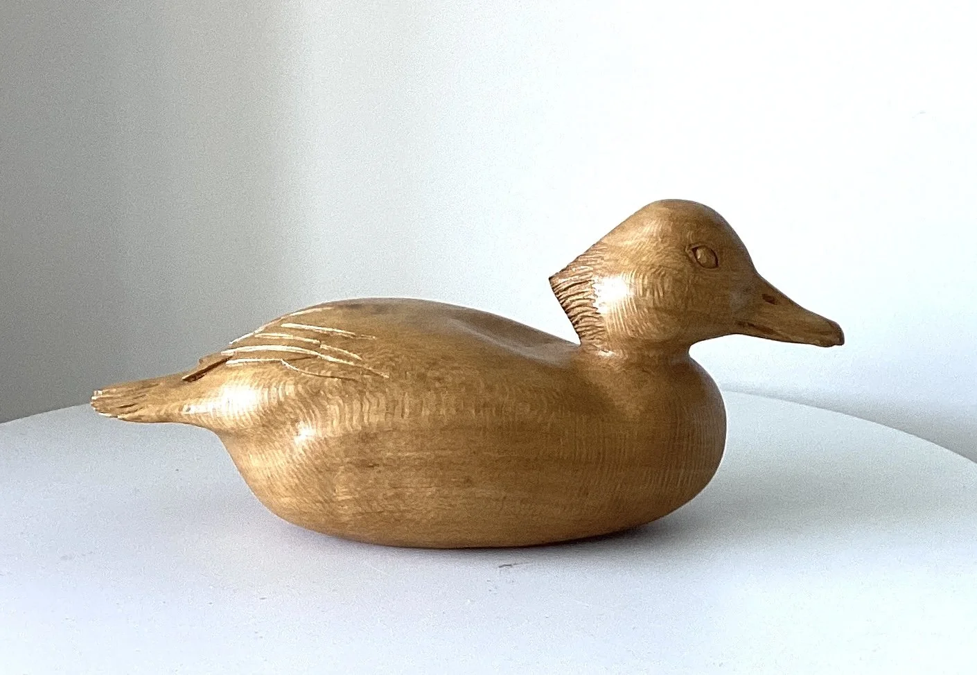Silky Oak Duck