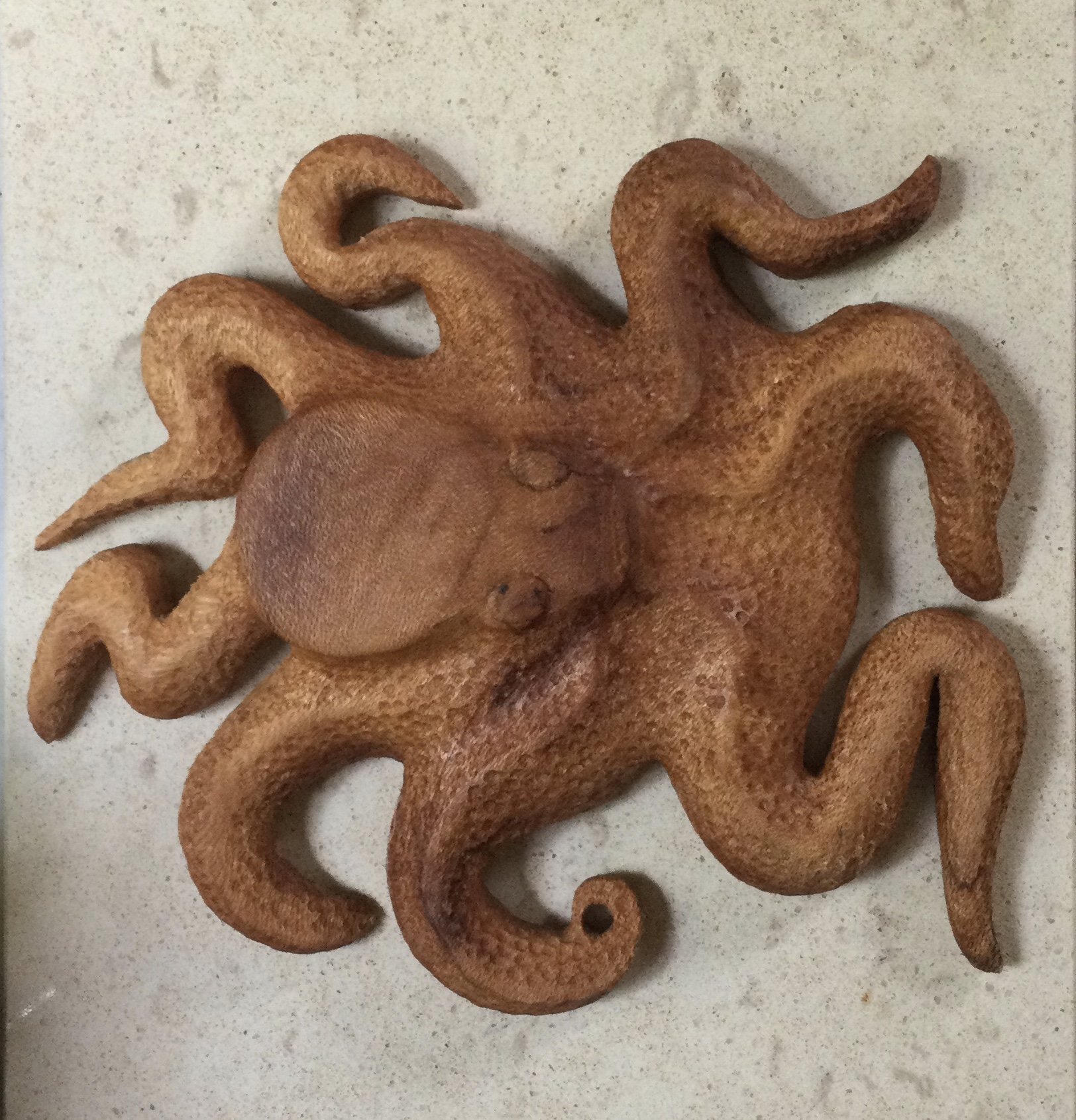 Silky Oak Octupus