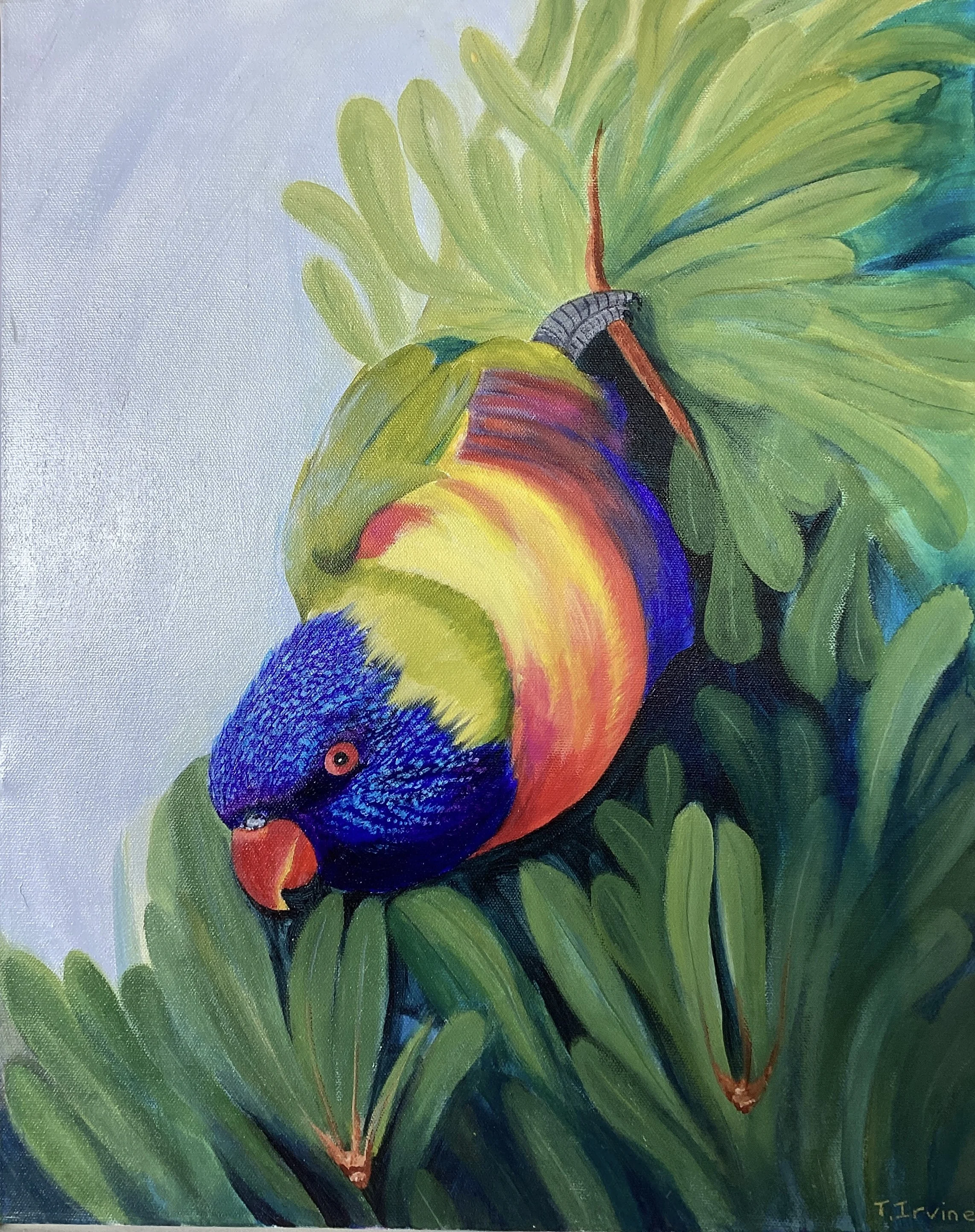 TrevorIrvine Lorikeet.jpeg