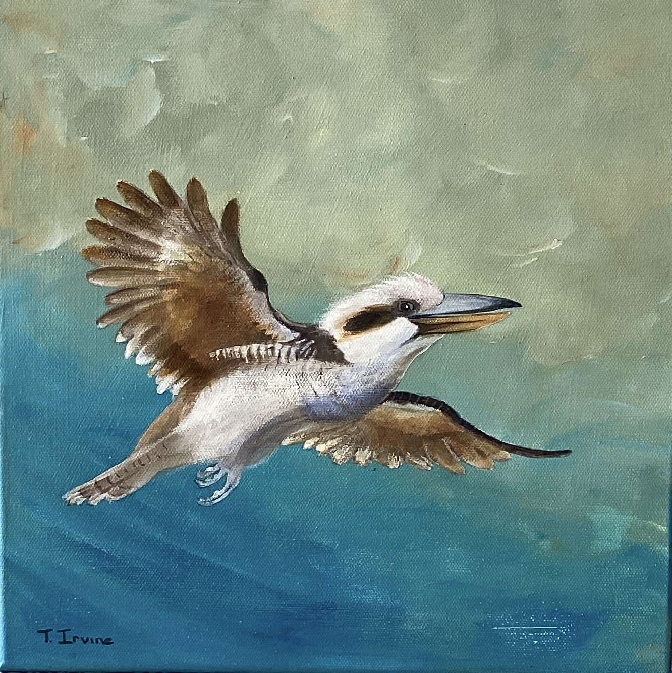 TrevorIrvine Kookaburra in flight.jpeg