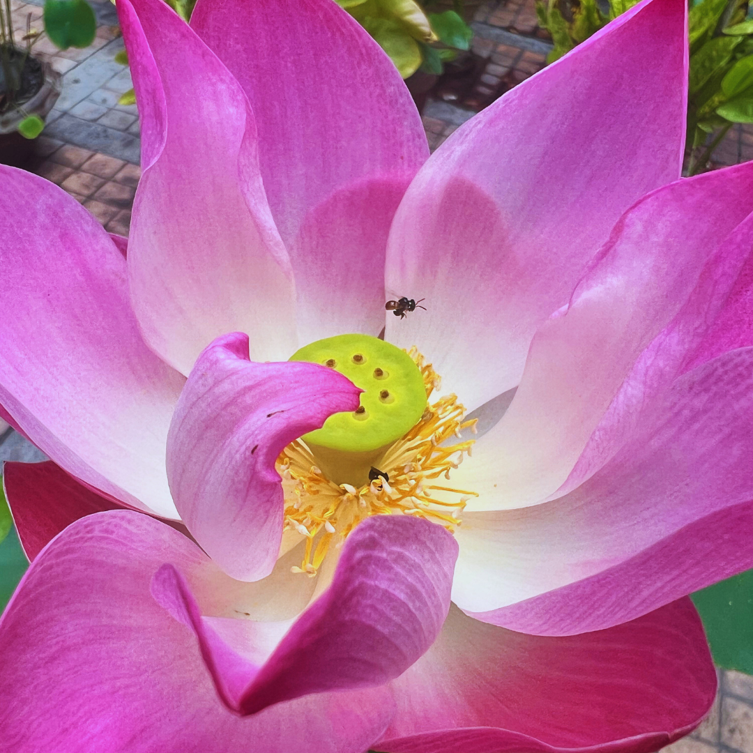 Lotus Flower.png