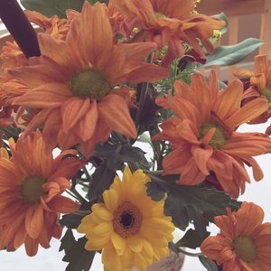 Thanksgiving Favourites - 2016